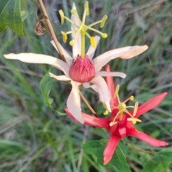 Australian passionflower - Seeds