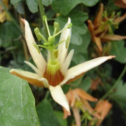 Australian passionflower - Seeds