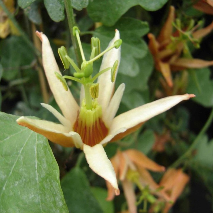 Australian passionflower - Seeds