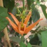 Australian passionflower - Seeds