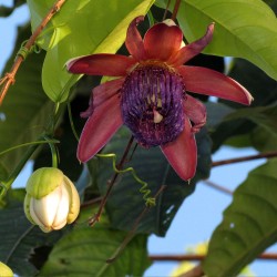 Injo passionflower - Seeds