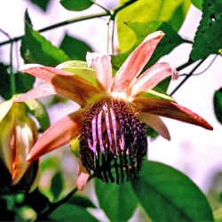 Injo passionflower - Seeds