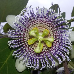 Actinia passionflower - Seeds