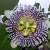 Actinia passionflower - Seeds