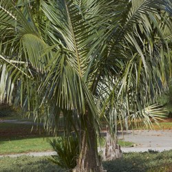 Bolivian mountain coconut - Seeds