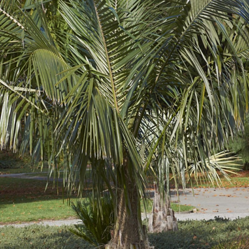 Bolivian mountain coconut - Seeds