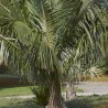 Bolivian mountain coconut - Seeds