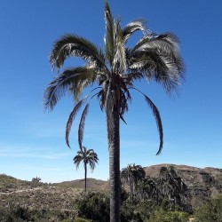Bolivian mountain coconut - Seeds