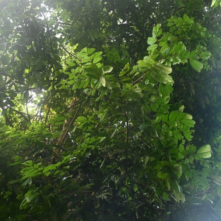 Ormosia krugii - Seeds