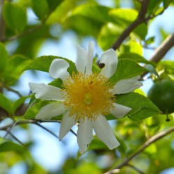 Fried-egg-tree - Seeds