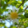 Fried-egg-tree - Seeds