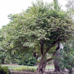 Fried-egg-tree - Seeds