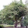 Fried-egg-tree - Seeds