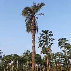 Patawa - Seeds