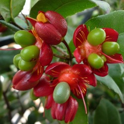 Mickey Mouse plant - Seeds