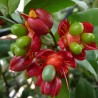 Mickey Mouse plant - Seeds