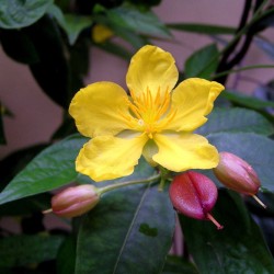 Mickey Mouse plant - Seeds