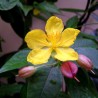 Mickey Mouse plant - Seeds