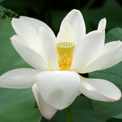 White indian lotus - Seeds