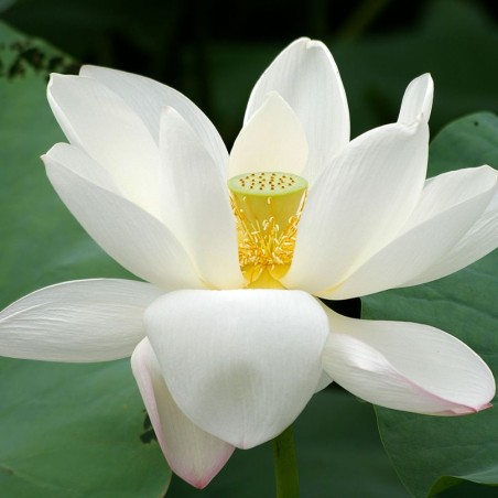 White indian lotus - Seeds