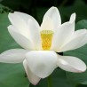 White indian lotus - Seeds