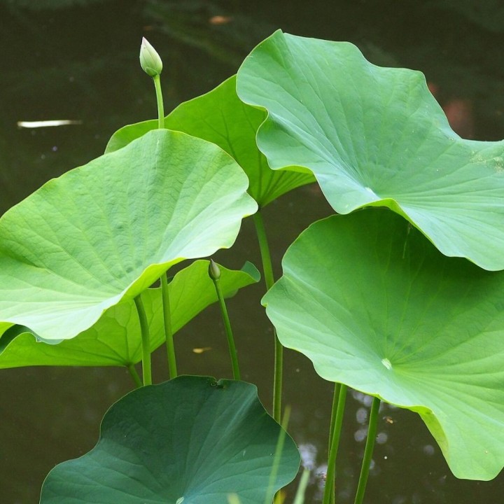 White lotus - Seeds