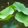 White lotus - Seeds
