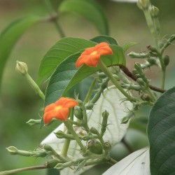 Dhobi tree - Seeds