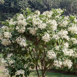 Dhobi tree - Seeds