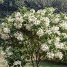 Dhobi tree - Seeds