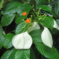 Dhobi tree - Seeds