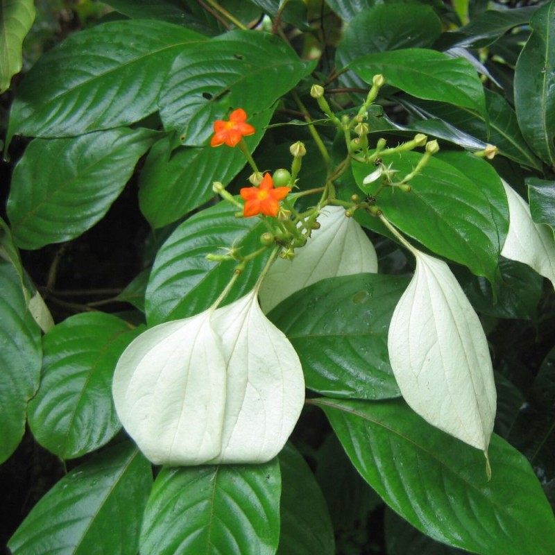 Dhobi tree - Seeds