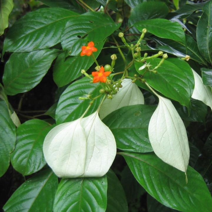 Dhobi tree - Seeds