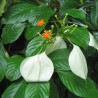 Dhobi tree - Seeds