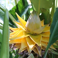 Chinese dwarf banana - Seeds