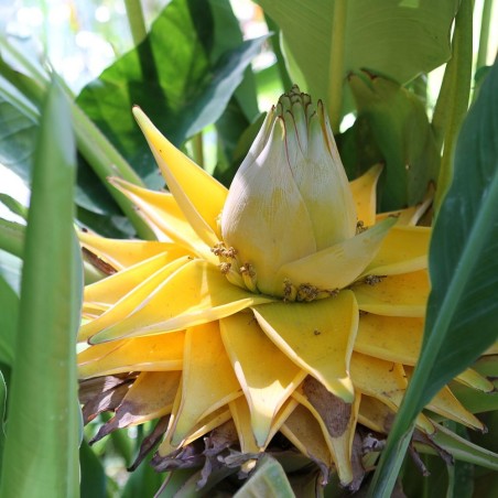 Chinese dwarf banana - Seeds
