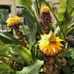 Chinese dwarf banana - Seeds