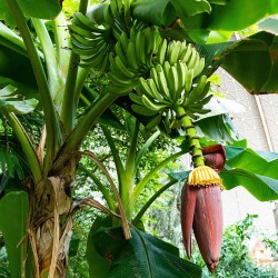 Plantain banana - Seeds