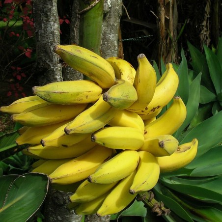 Plantain banana - Seeds