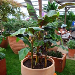 Red-striped darjeeling banana - Seeds