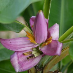 Pink banana - Seeds