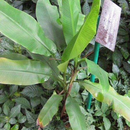 Bronze banana - Seeds