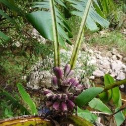 Taiwanese banana - Seeds
