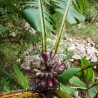 Taiwanese banana - Seeds