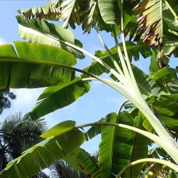 Taiwanese banana - Seeds