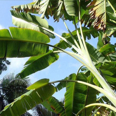 Taiwanese banana - Seeds
