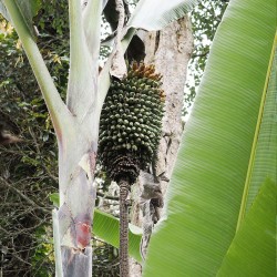 Giant Highland Banana - Seeds