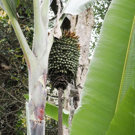 Giant Highland Banana - Seeds