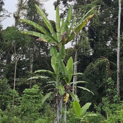 Giant Highland Banana - Seeds