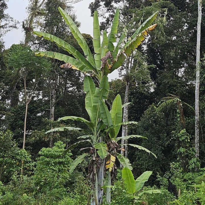 Giant Highland Banana - Seeds